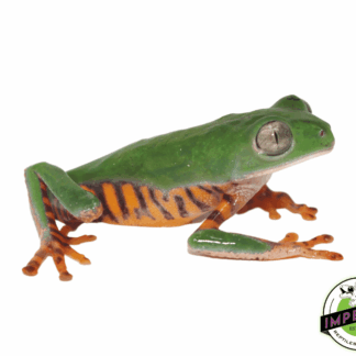 Giant Tiger Leg Monkey Frog