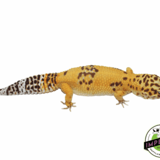 Giant Tremper ph Eclipse Leopard Gecko Adult
