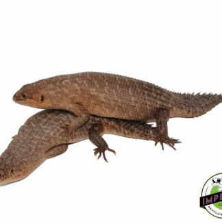 Gidgee Spiney Tail Skinks (Egernia stokesii)