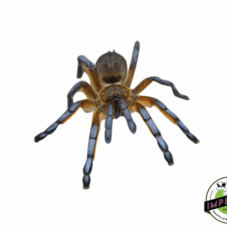 Golden Blue-legged Baboon Tarantula (Harpactira pulchripes)