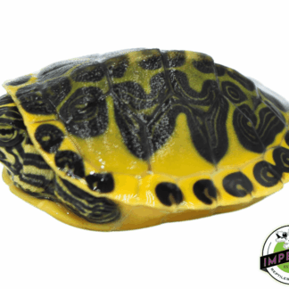 Golden Flame Redbelly Turtle Baby