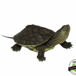 Chinese Golden Thread Turtle Baby