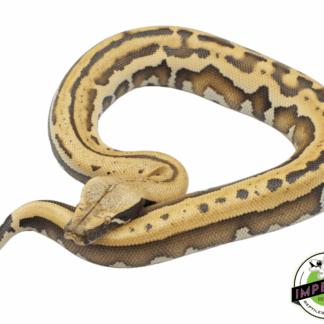 Golden Eye Het T- Blood Python