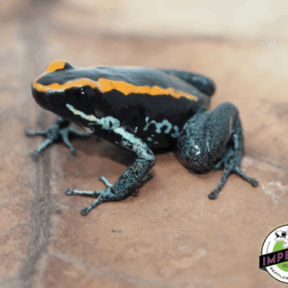 PAIR: Golfodulcean Poison Arrow Frog Phyllobates vittatus