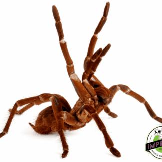 Goliath Bird Eater (Theraphosa stirmii)