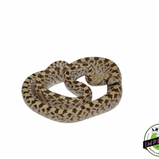 Gopher Snake