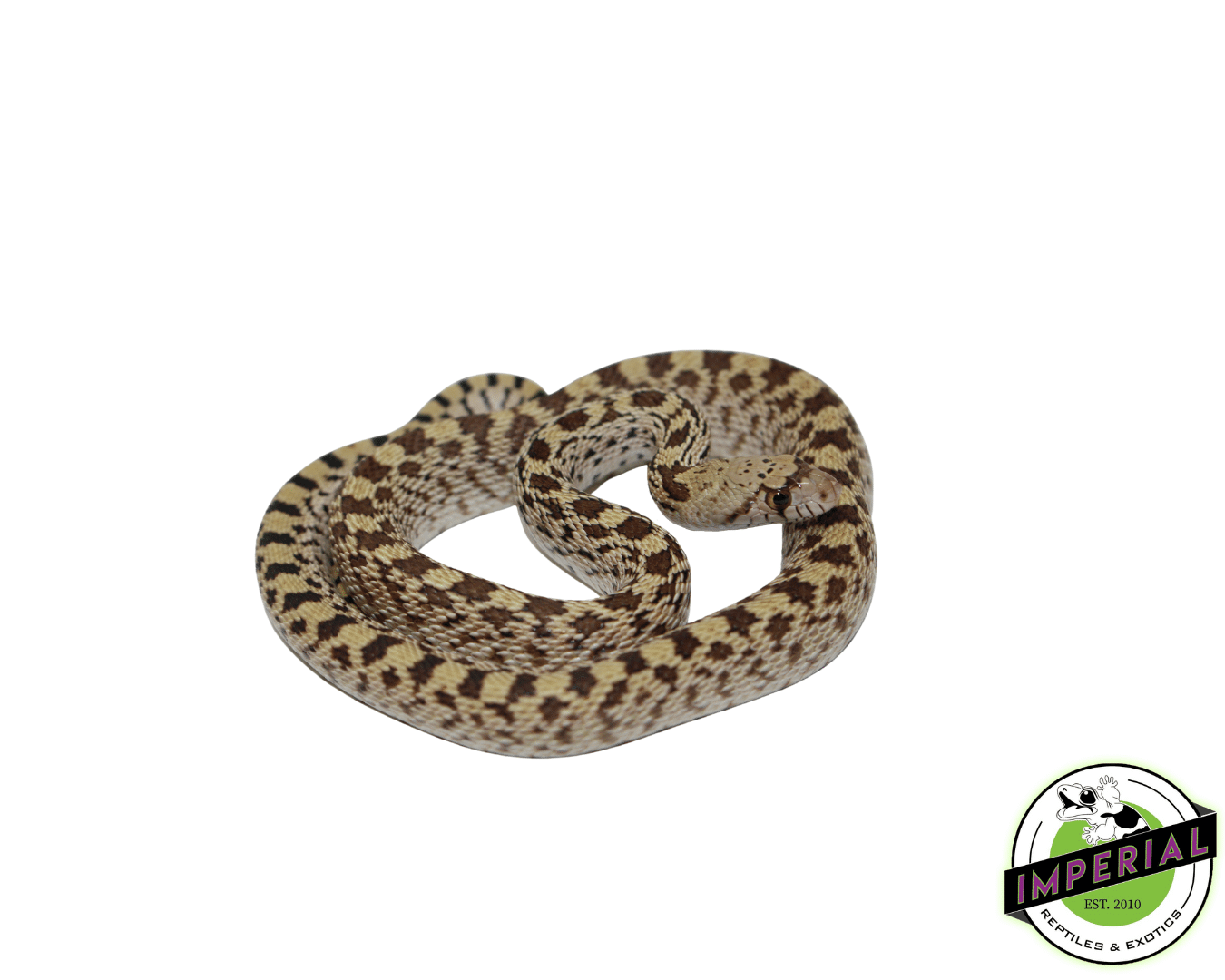 Gopher Snake