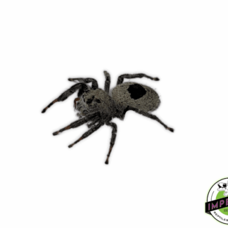 Great Basin Desert Jumping Spider (Phidippus octopunctatus)