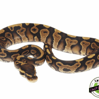 Gravel Ball Python