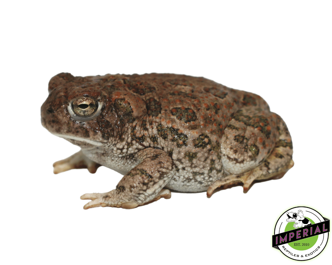 Great Plains Toad - Image 2