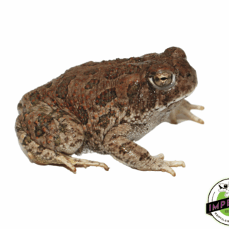Great Plains Toad