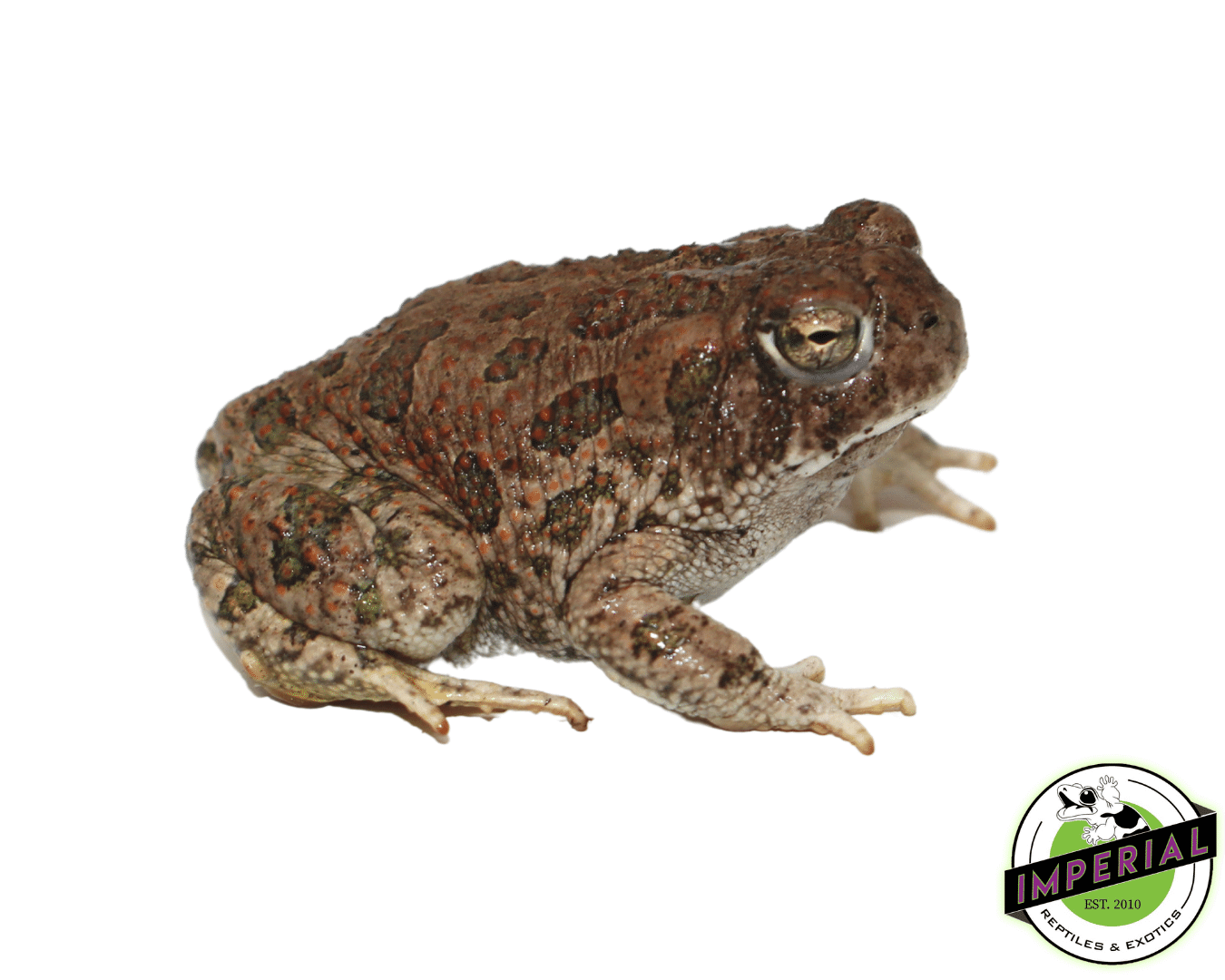 Great Plains Toad