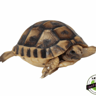 Golden Greek Tortoise Baby