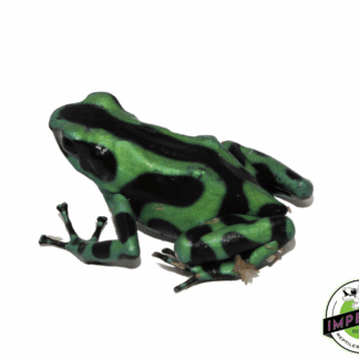 Dendrobates auratus "Green & Black" Poison Dart Frog Adult