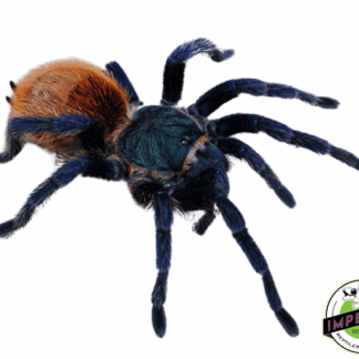 Green Bottle Blue Tarantula (Chromatopelma cyaneopubescens)