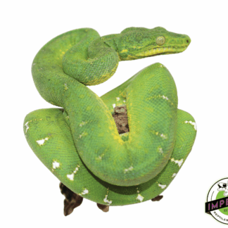 Emerald Tree Boa (Reduced Pattern) Juvenile