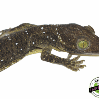 Green Eyed Gecko