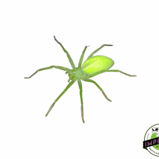 Green Huntsman Spider (Micrommata virescens)