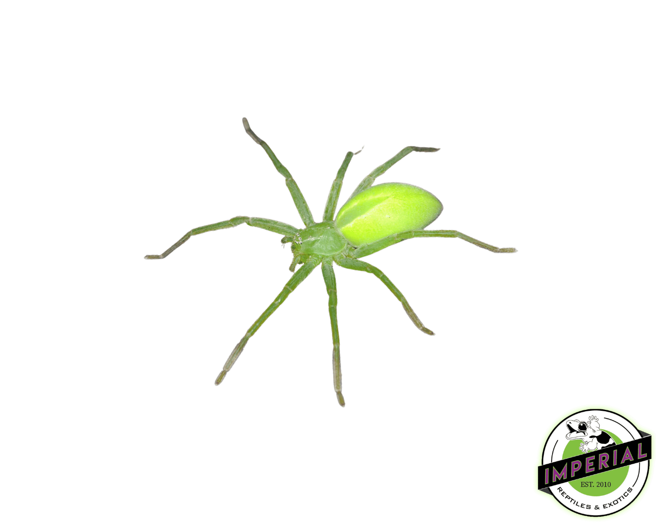 Green Huntsman Spider (Micrommata virescens)