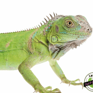 Green Iguana Baby