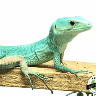 Green Keeled Lizard (Gastropholis prasina)