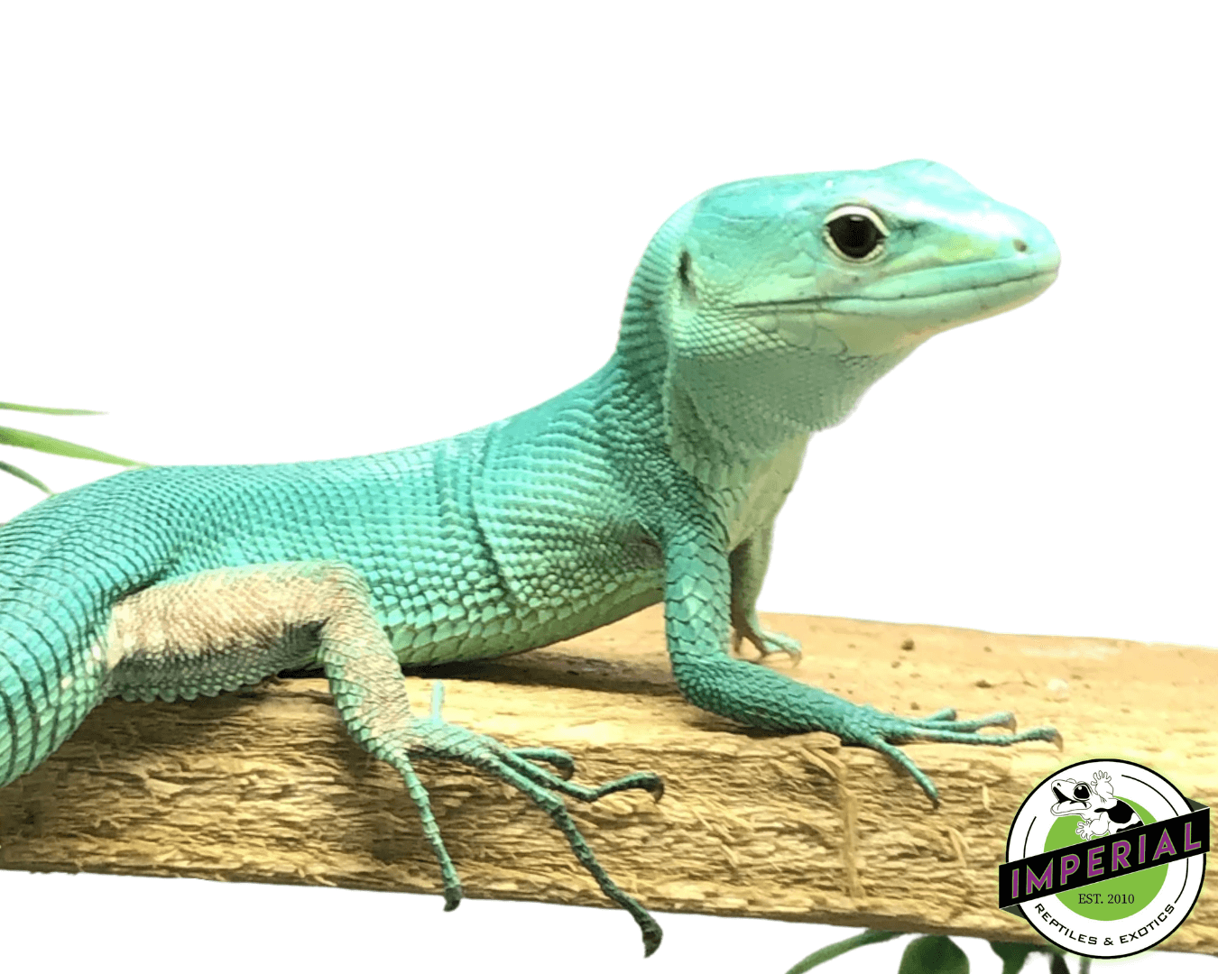 Green Keeled Lizard (Gastropholis prasina)