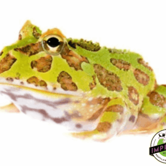 Green PacMan Frog Baby