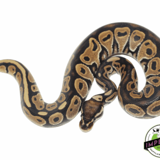 Green Pastel Ball Python Baby
