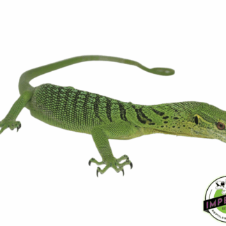 Green Tree Monitor Adult