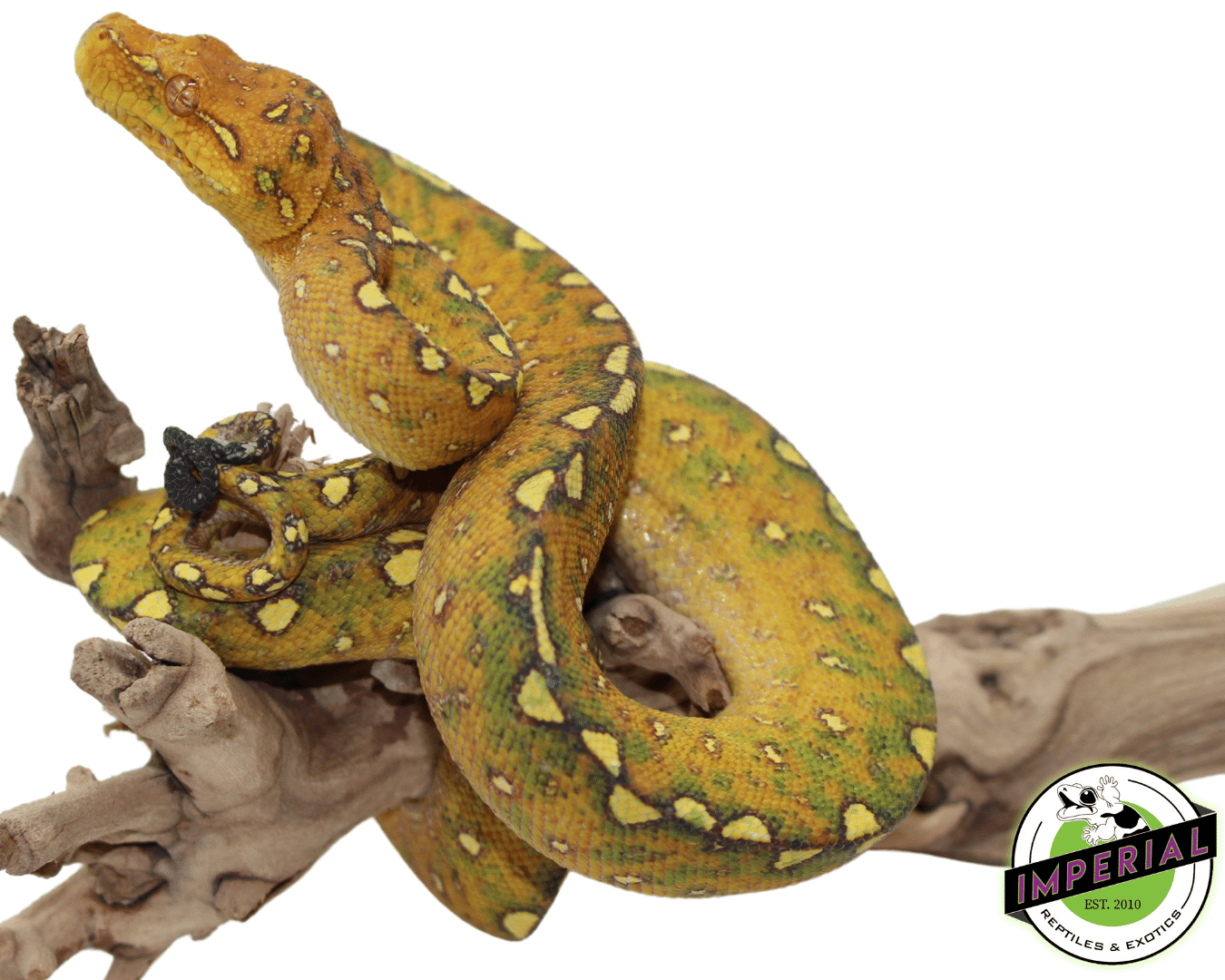 Biak Green Tree Python - Image 2