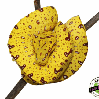 USCB “Sorong/Merauke x Biak” Designer Green Tree Python