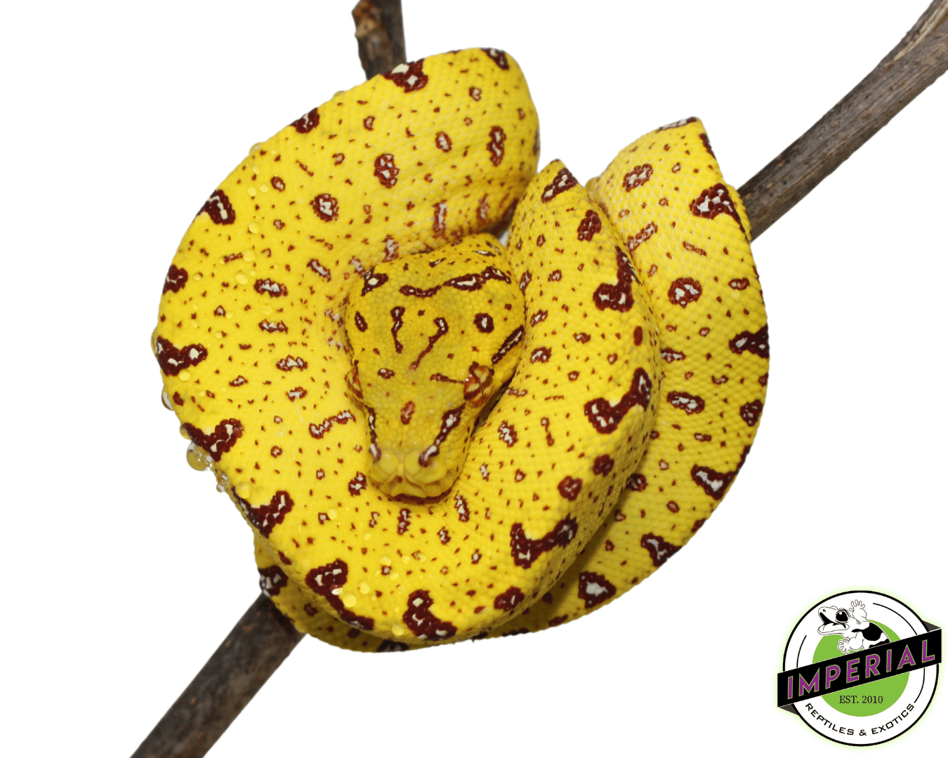 USCB “Sorong/Merauke x Biak” Designer Green Tree Python