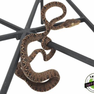 Halloween Amazon Tree Boa Baby