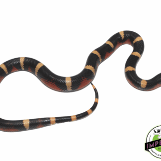 Halloween Pueblan Milksnake Baby