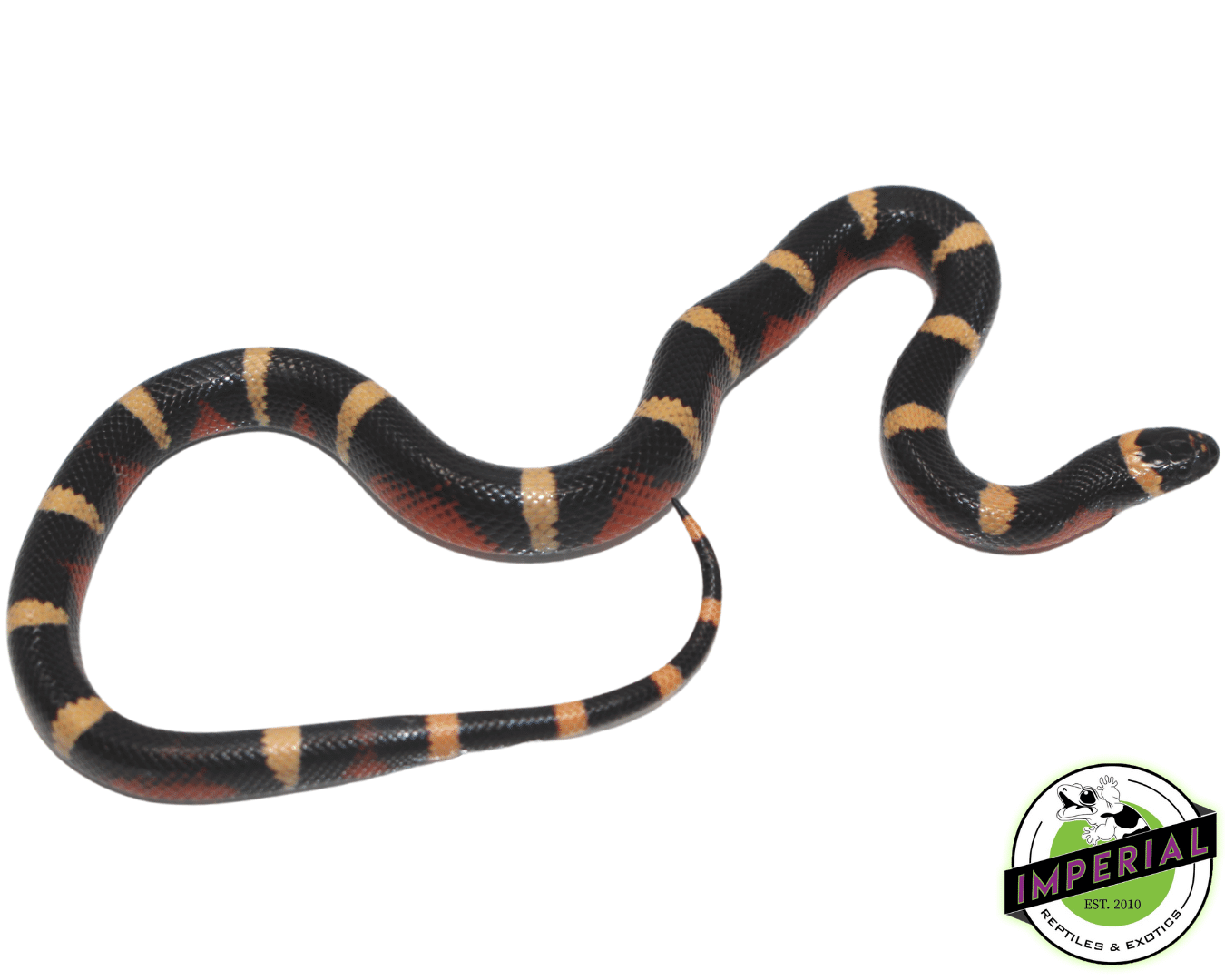 Halloween Pueblan Milksnake Baby