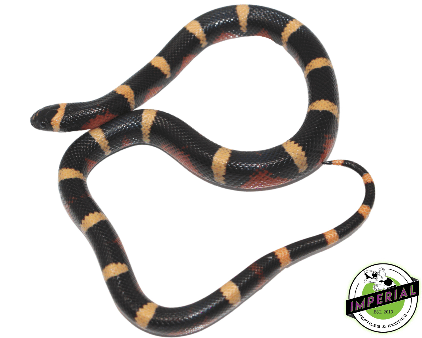 Halloween Pueblan Milksnake Baby - Image 3