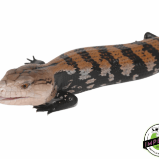 Halmahera Blue Tongue Skink