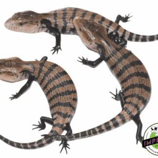 Halmahera Blue Tongue Skink Baby