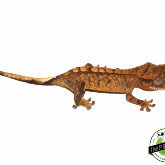 Harlequin Crested Gecko