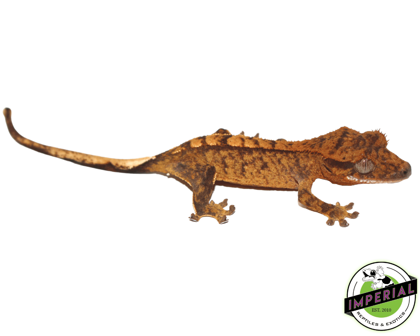 Harlequin Crested Gecko