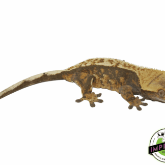 Harlequin Crested Gecko Adult