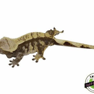 Harlequin Pin Crested Gecko Adult Female
