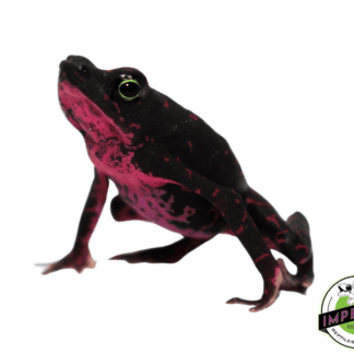 Purple Harlequin Toad