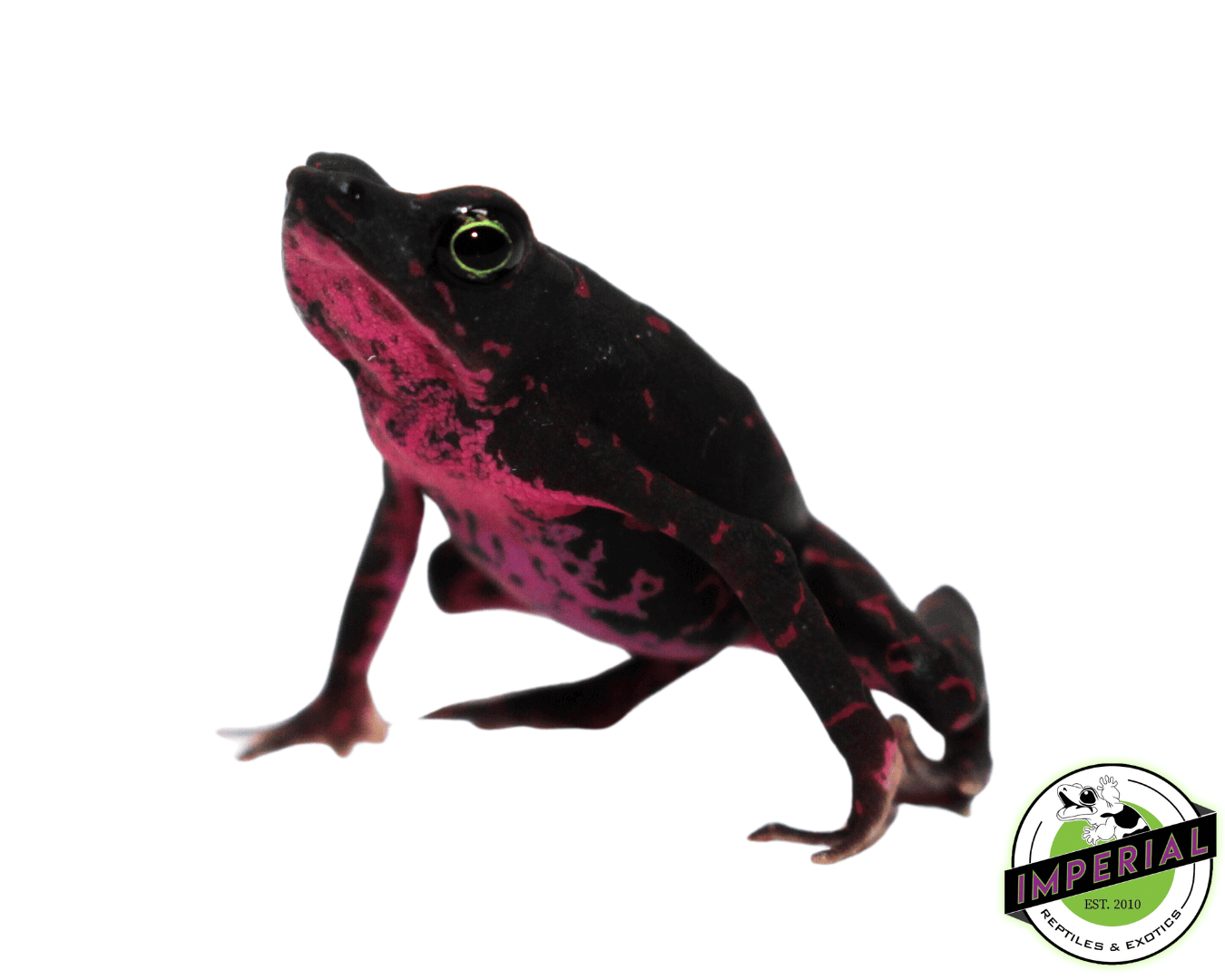 Purple Harlequin Toad