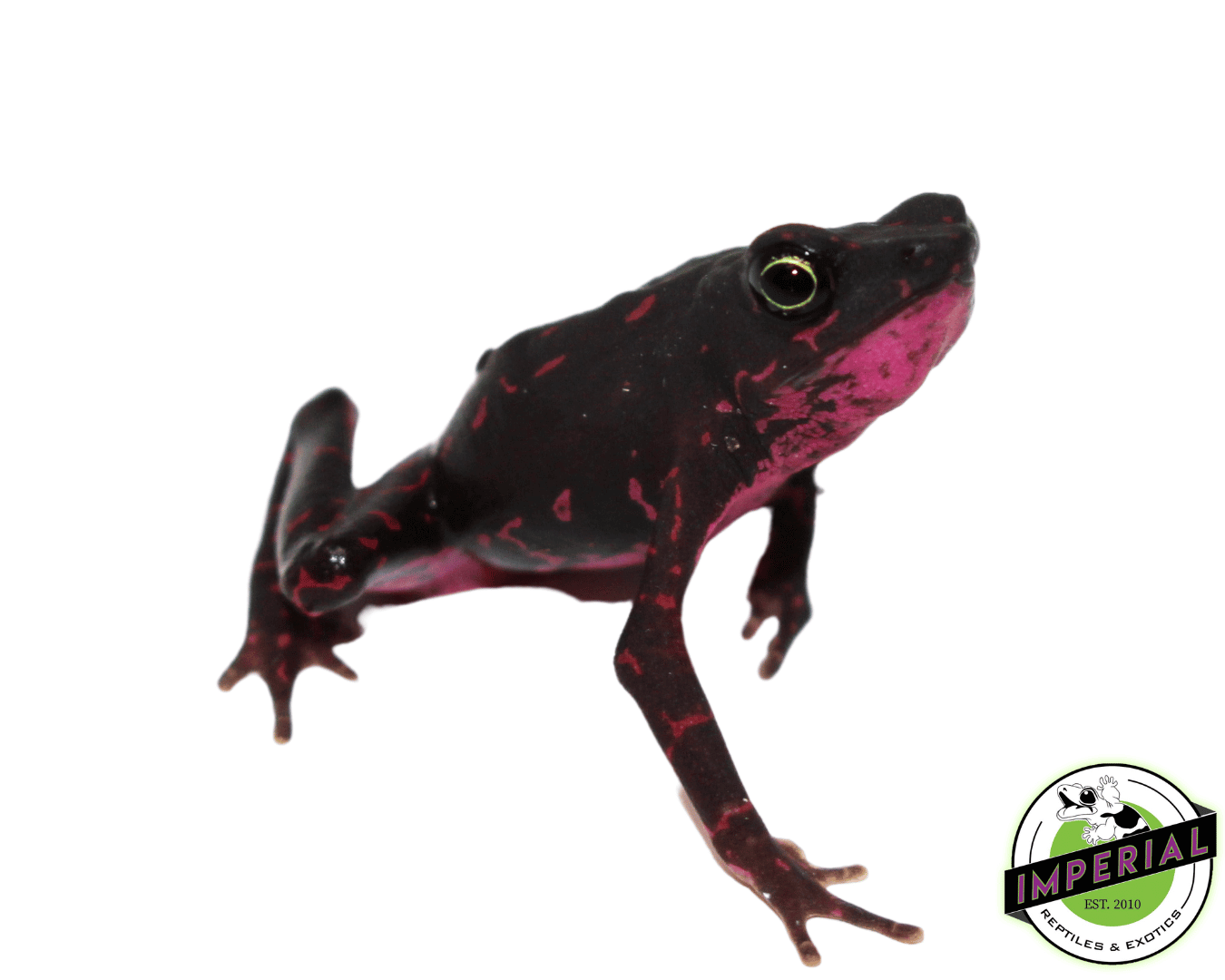 Purple Harlequin Toad - Image 3