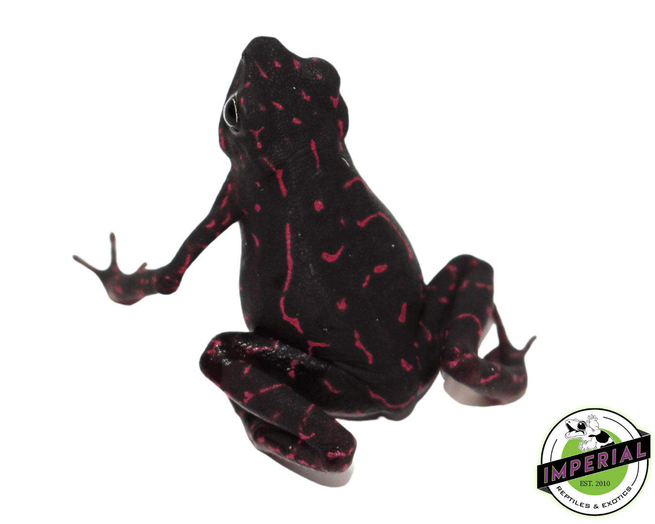 Purple Harlequin Toad - Image 2