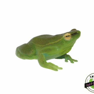 Hatchet Face Tree Frog