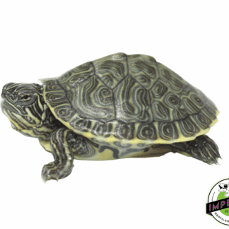 Hieroglyphic River Cooter