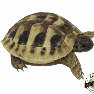 Hermann’s Tortoise Baby
