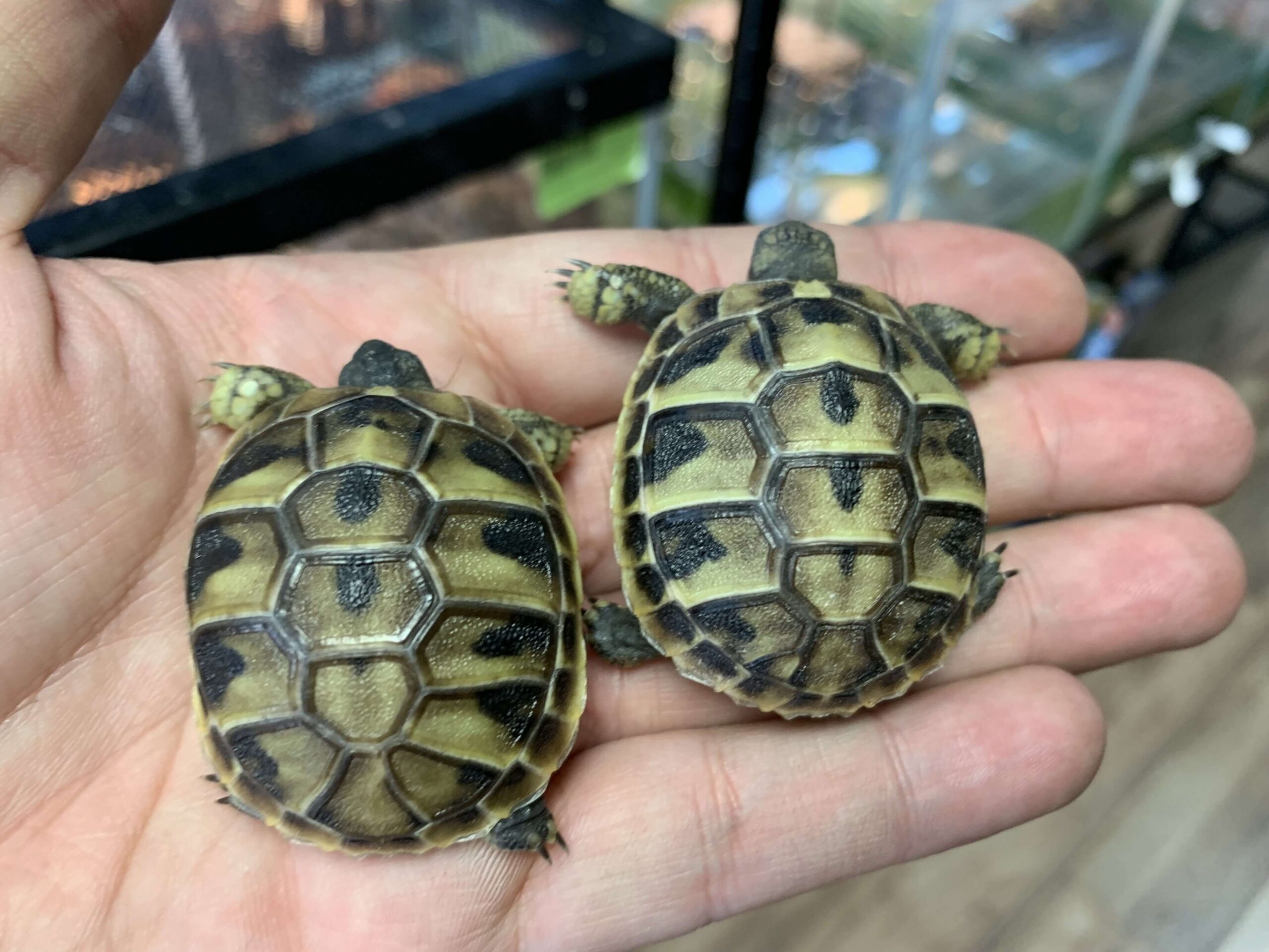 Hermann’s Tortoise Baby - Image 2